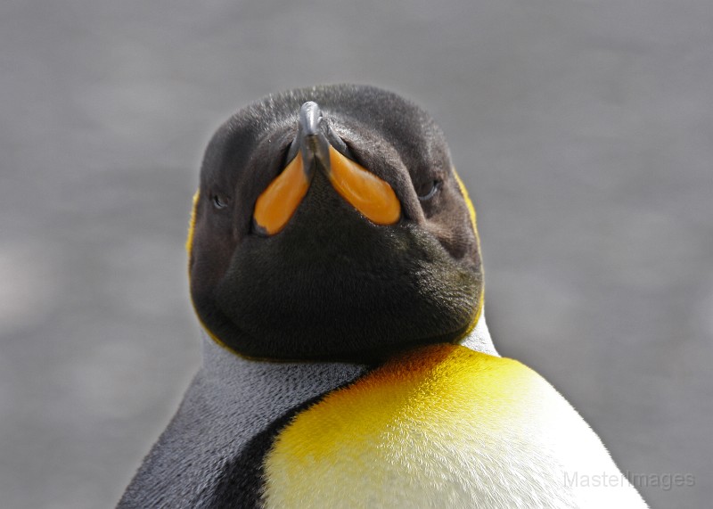 IMG_2790c.jpg - King Penguin (Aptenodytes patagonicus)
